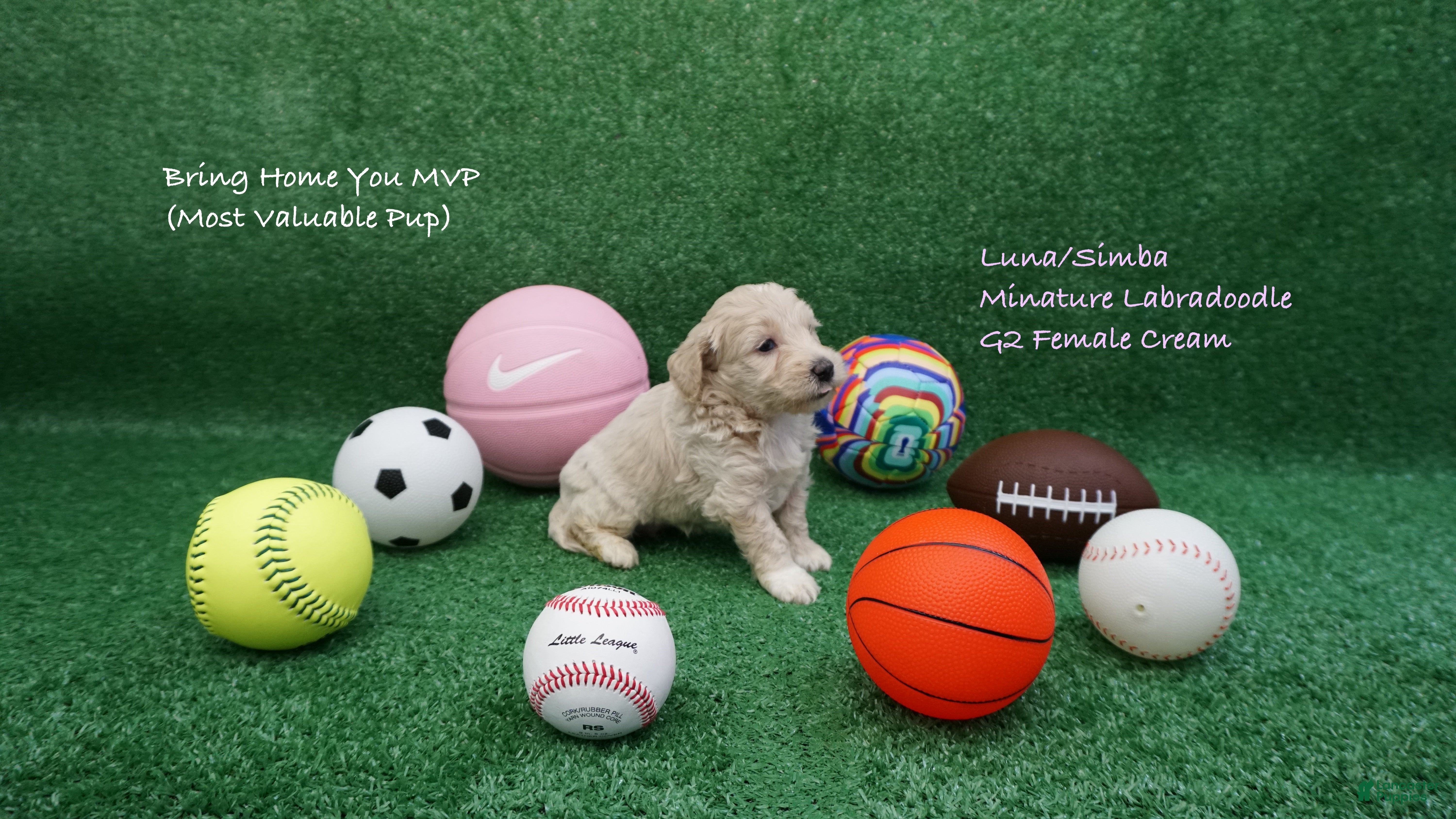 Miniature Labradoodle dogs LS G2 - Ad 15