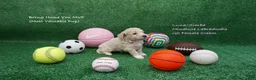 Miniature Labradoodle dogs for sale: LS G2 - Ad 1