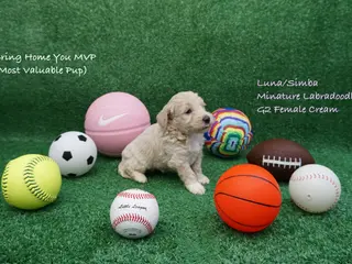 Miniature Labradoodle dogs LS G2 - Ad 15