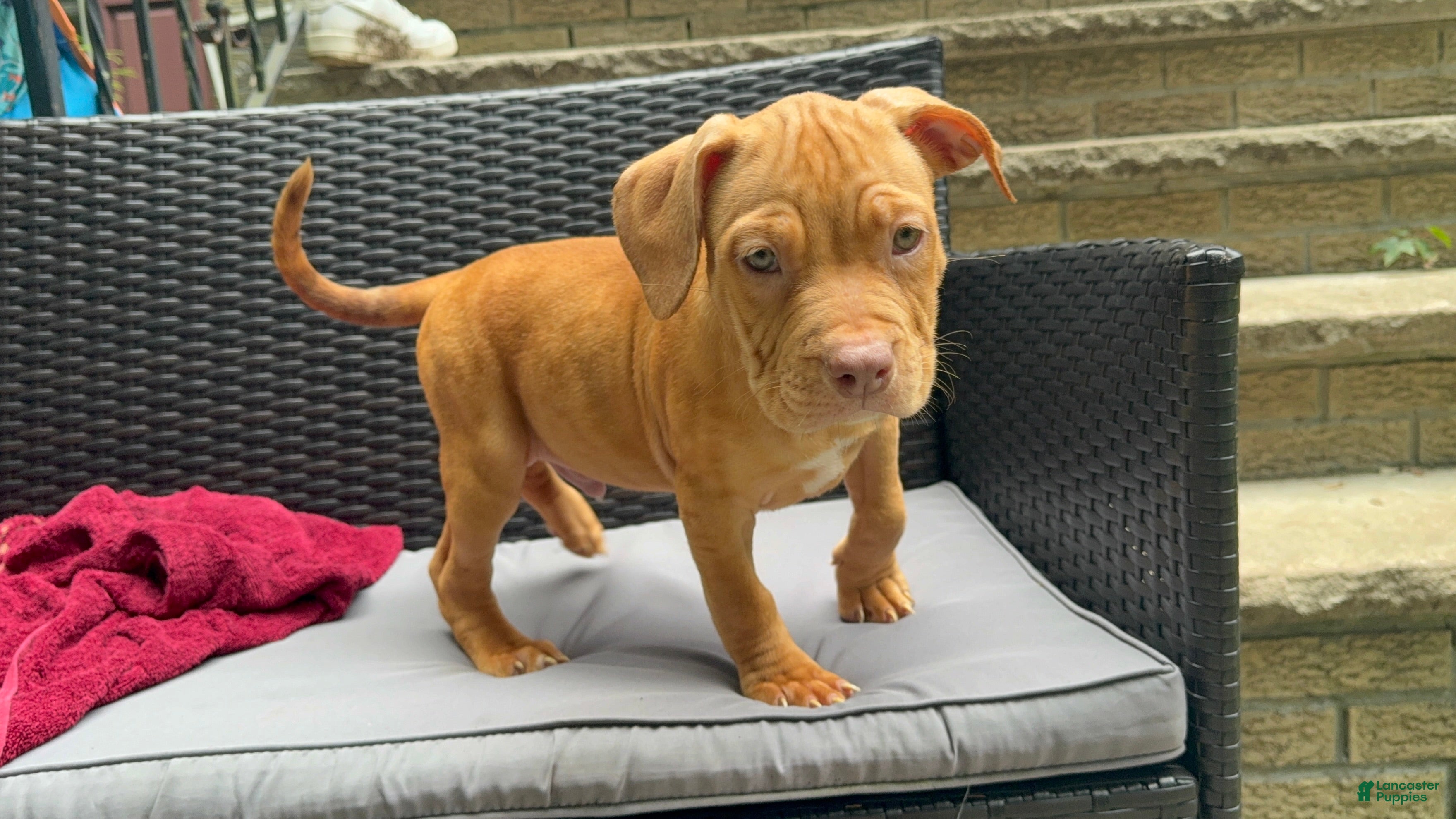 American Pit Bull Terrier dogs American Pit Bull Terrier 1 - Ad 20