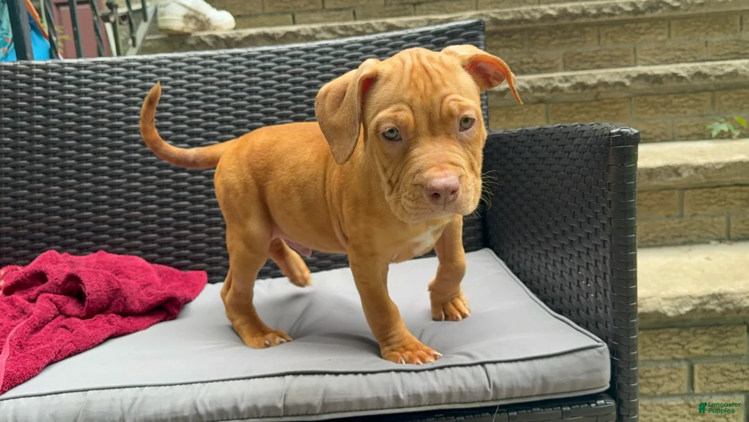 American Pit Bull Terrier dogs for sale: American Pit Bull Terrier 1 - Ad 1