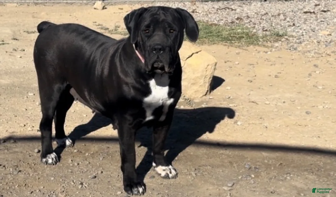 South African Boerboels dogs for sale: Legacy  - Ad 2