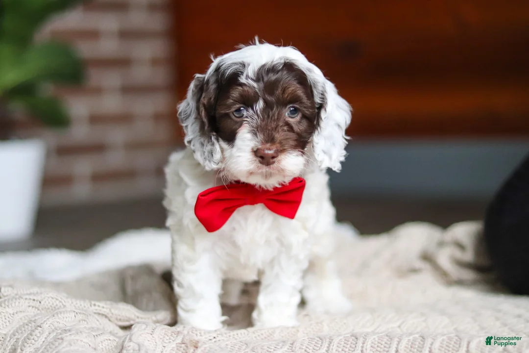 Cockapoo dogs for sale: Forrest - Ad 1