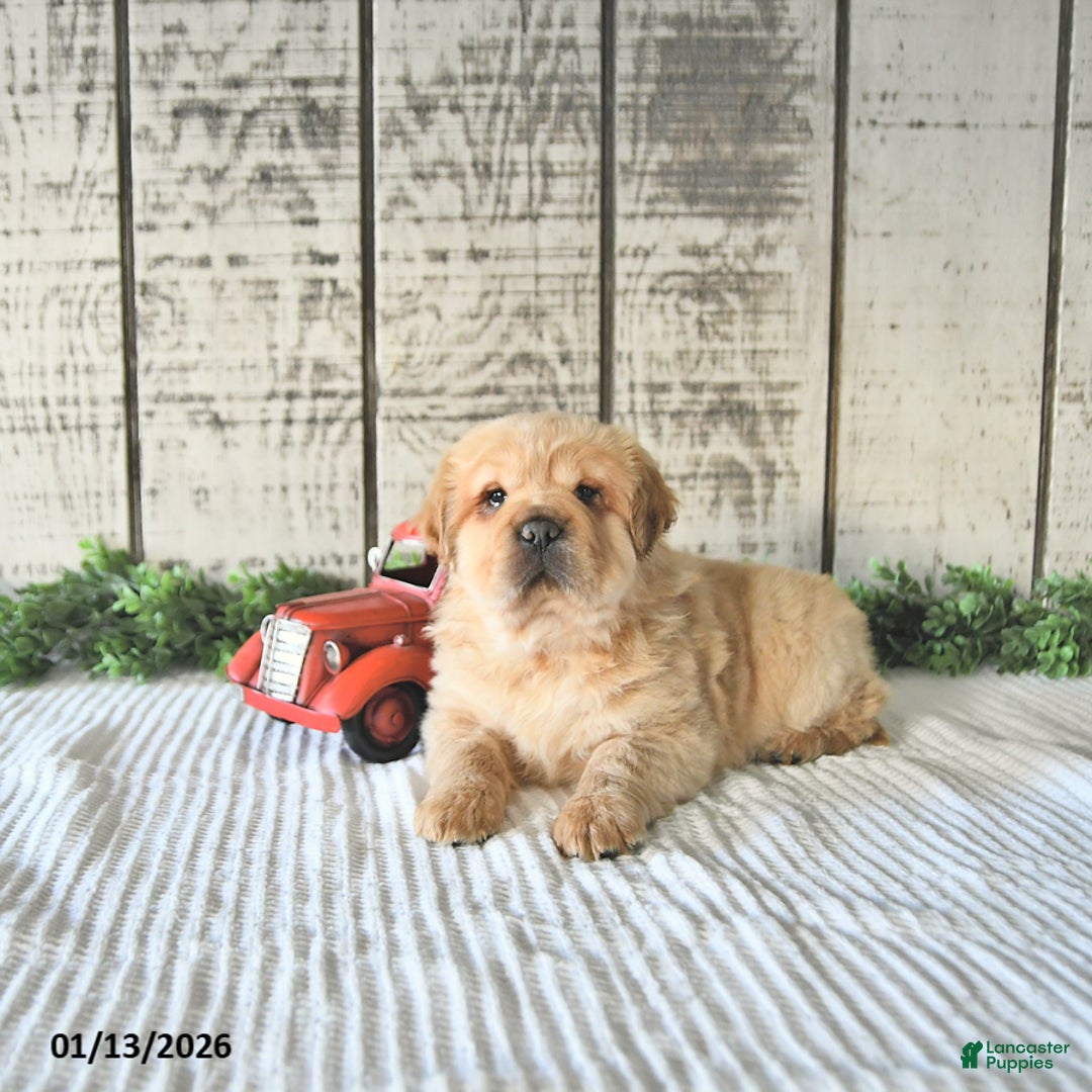 Mini Hippo dogs for sale: Damon - Ad 5