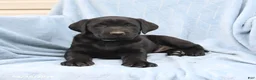 Labrador Retriever dogs for sale: Poppy - Ad 2