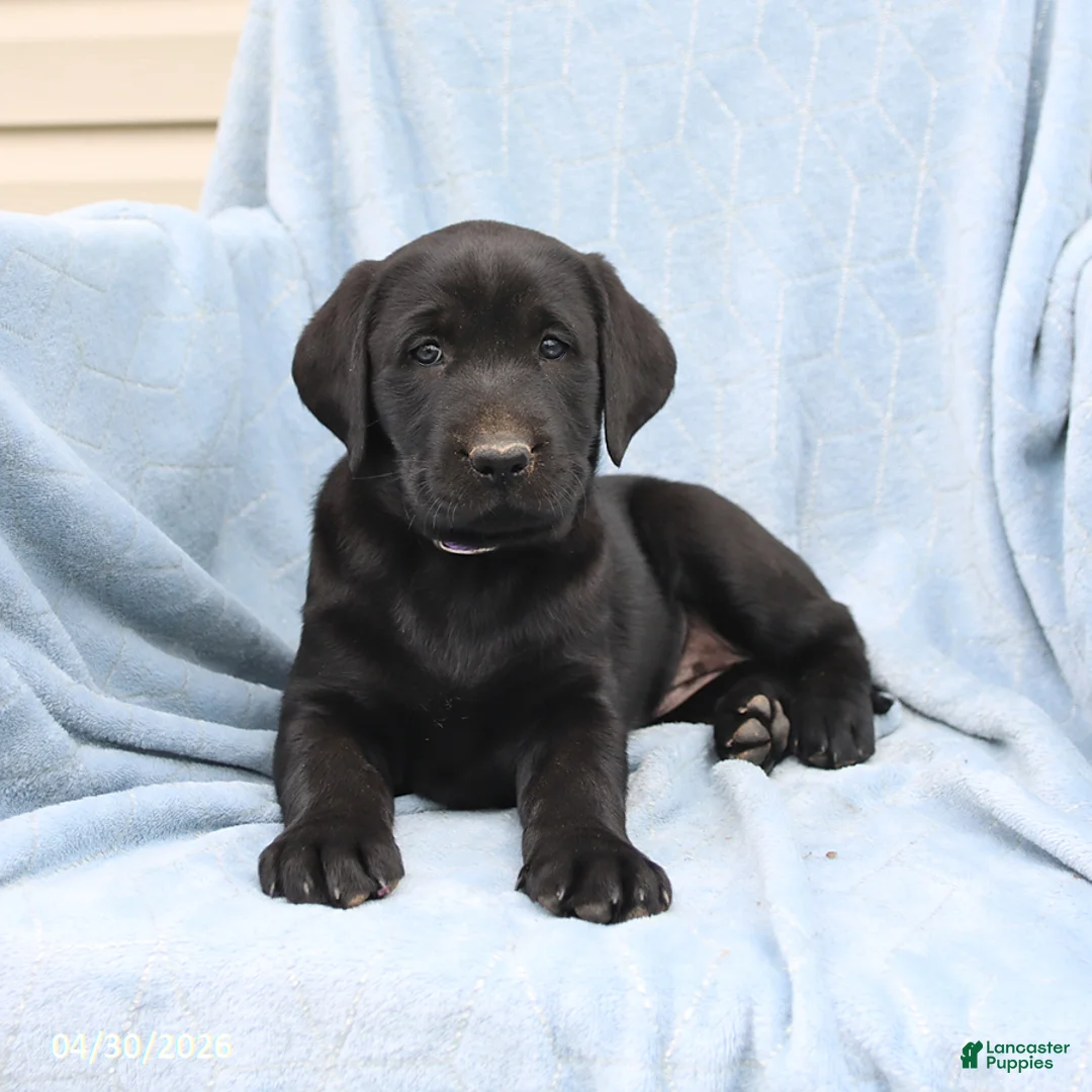 Labrador Retriever dogs for sale: Poppy - Ad 2
