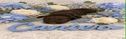 German Shorthaired Pointer dogs for sale: Canter - Ad 1