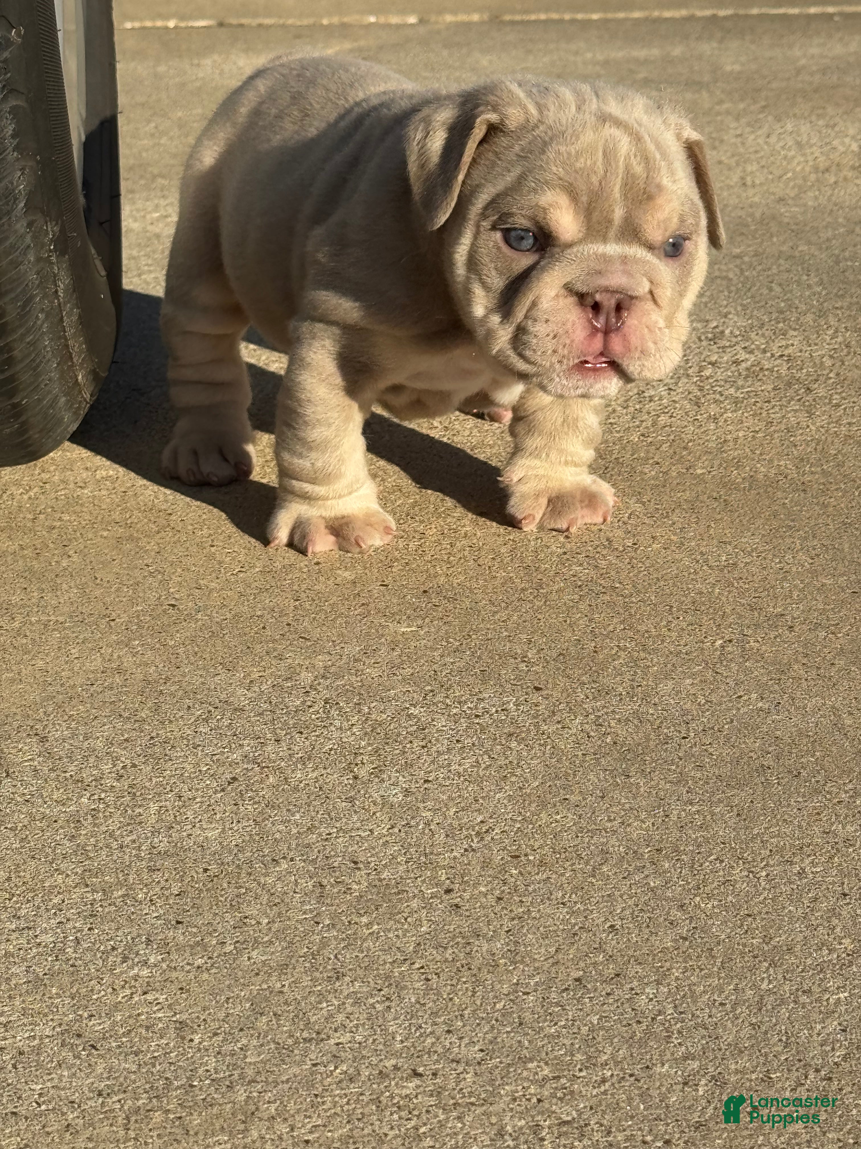 English Bulldog dogs English Bulldog Puppy 1 - Ad 18