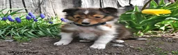Shetland Sheepdog dogs for sale: Tyler - Ad 4