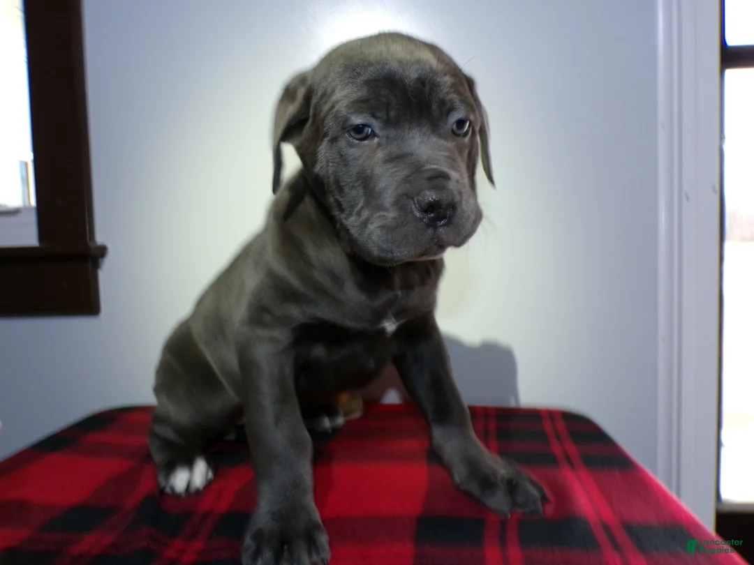 Cane Corso dogs for sale: Cane Corso Puppy 2 Star - Ad 3