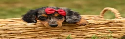 Miniature Dachshund dogs for sale: BAILEY - Ad 13