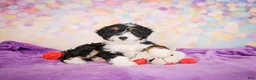Mini Bernedoodle dogs for sale: Smokey - Ad 7