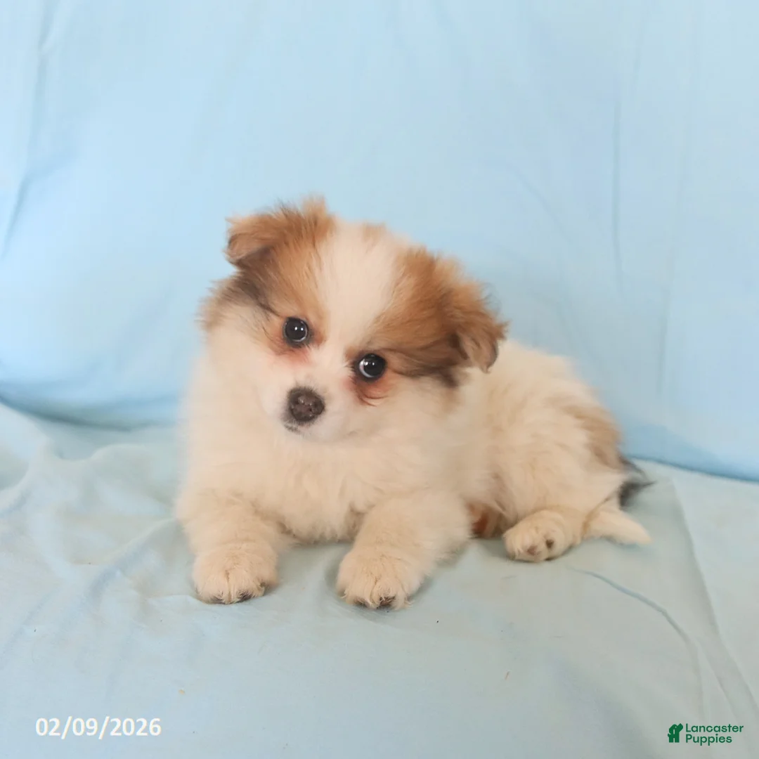 Pomeranian dogs for sale: Lucas - Ad 5