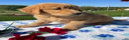 Golden Retriever dogs for sale: Layla - Ad 3