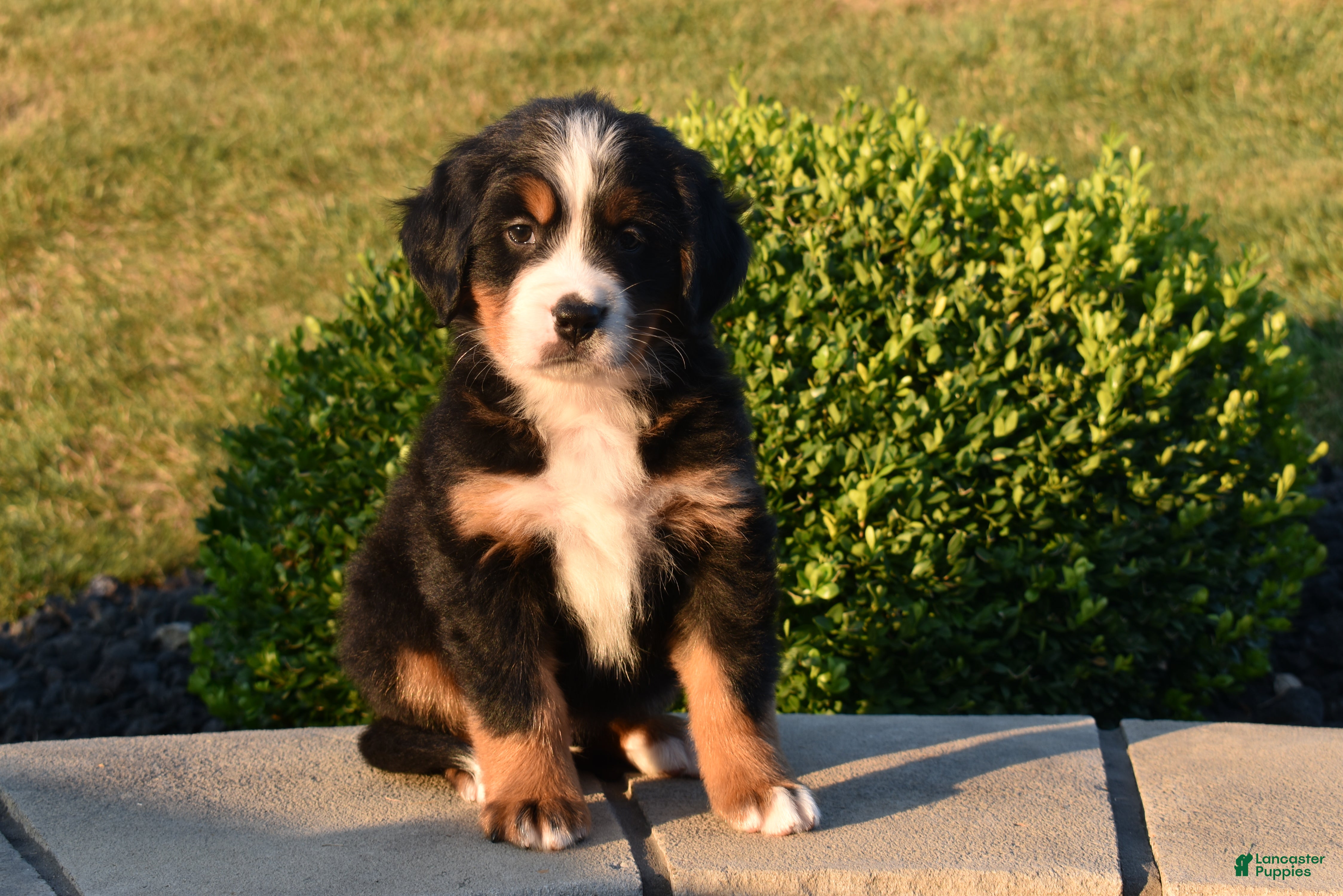 Bernese Mountain Dog dogs Teddy - Ad 1