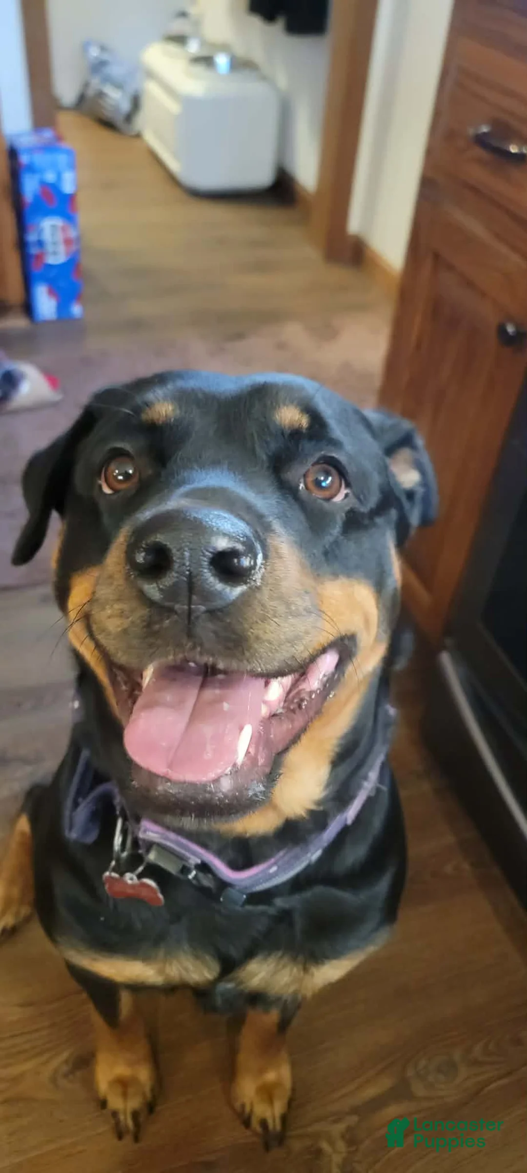 Rottweiler dogs for sale: Brown  - Ad 2