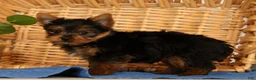 Yorkshire Terrier dogs for sale: Zane - Ad 3