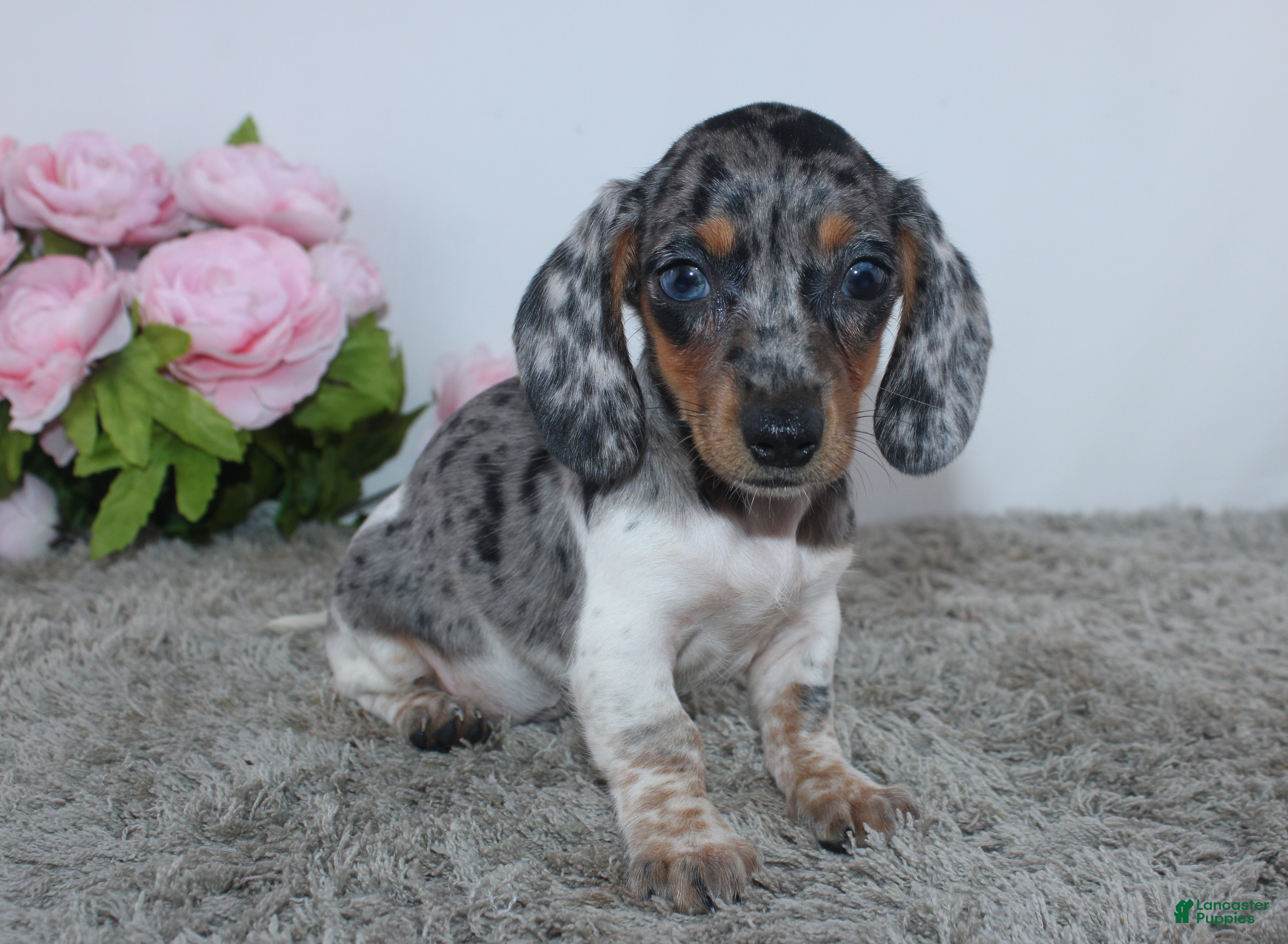 Miniature Dachshund dogs Jubilee - Ad 1