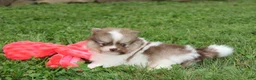 Pomeranian dogs for sale: Bentley  - Ad 3