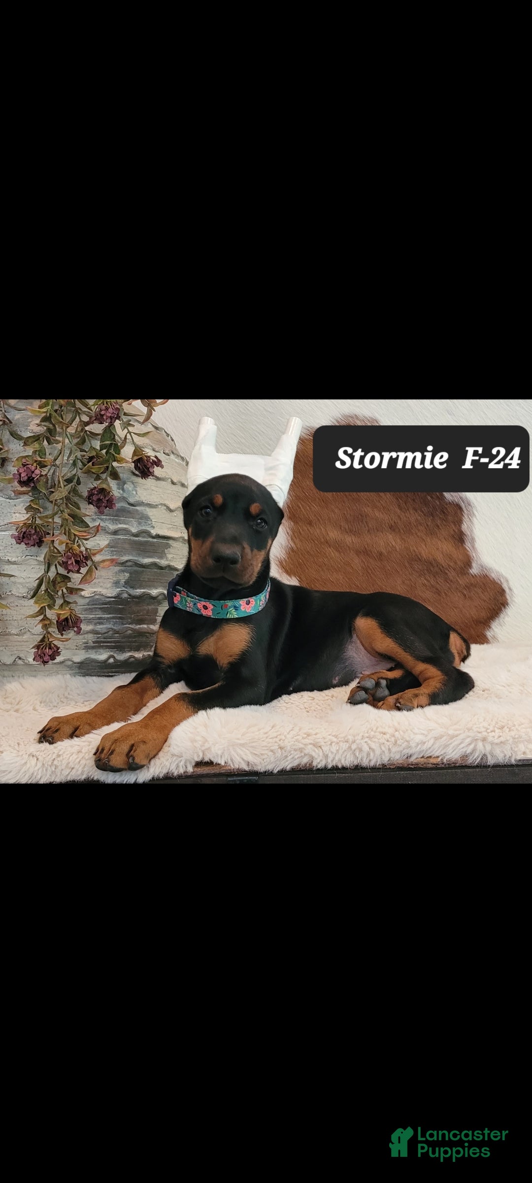 Doberman Pinscher dogs STORMIE - Ad 19