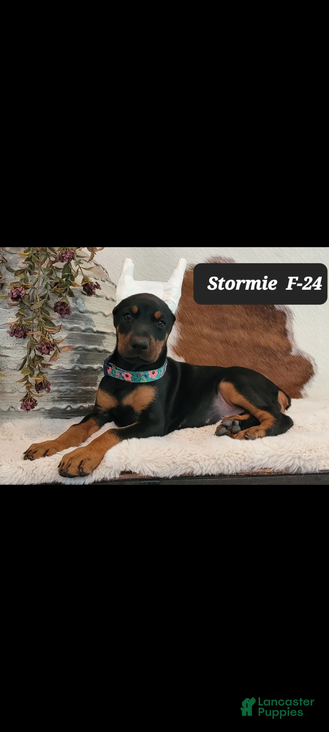 Doberman Pinscher dogs for sale: STORMIE - Ad 1