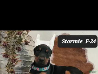 Doberman Pinscher dogs STORMIE - Ad 28
