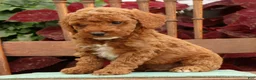 Miniature Poodle dogs for sale: Tanner - Ad 8
