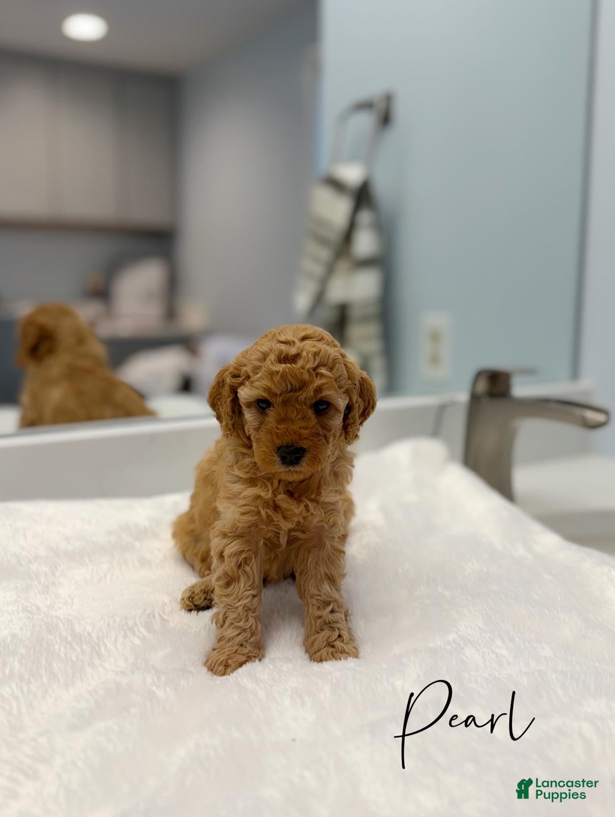 Mini Goldendoodle dogs Pearl  - Ad 1