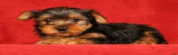 Yorkshire Terrier dogs for sale: Hank - Ad 7