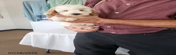 Mini Goldendoodle dogs for sale: Hanna - Ad 3