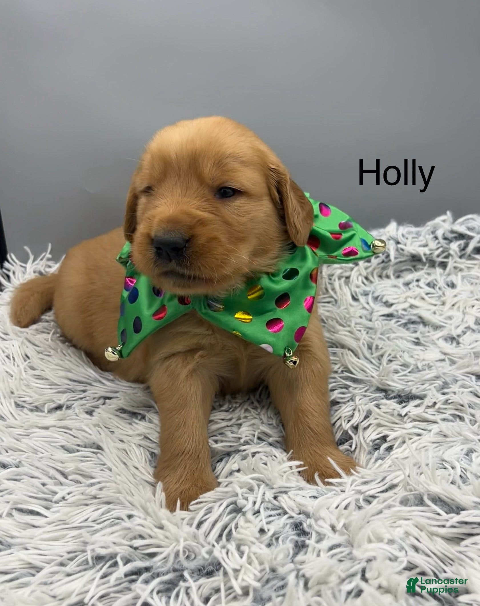 Golden Retriever dogs Golden Retriever Puppy -Holly - Ad 29