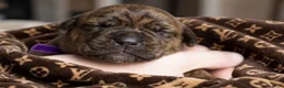 Cane Corso dogs for sale: Midnight Groove’s So Anxious - Ad 5