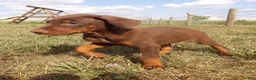 Doberman Pinscher dogs for sale: Mia - Ad 4