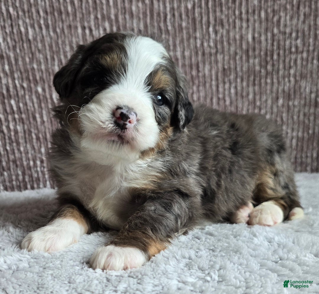 Mini Bernedoodle dogs for sale: Mini Archie - Ad 3