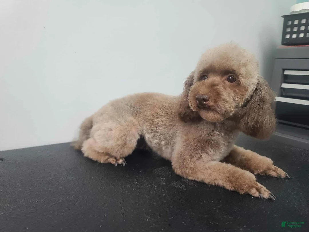 Toy Poodle dogs for sale: Toy Poodle Puppy 2 - Ad 4