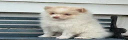 Pomeranian dogs for sale: Wilder - Ad 6