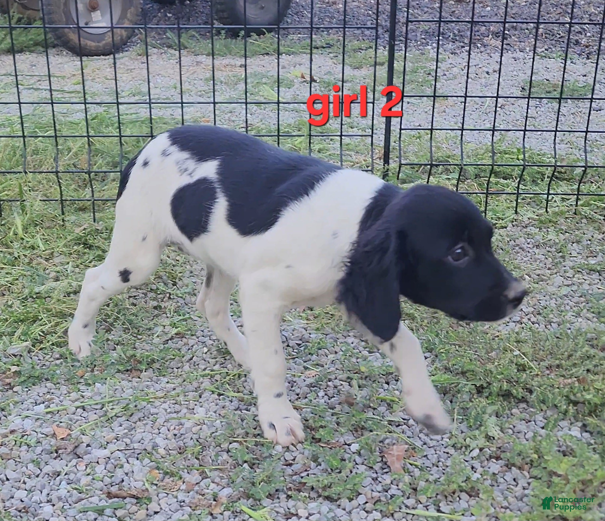 Brittany Spaniel dogs AKC/UKC French Brittany Annie's Girl 2 - Ad 2