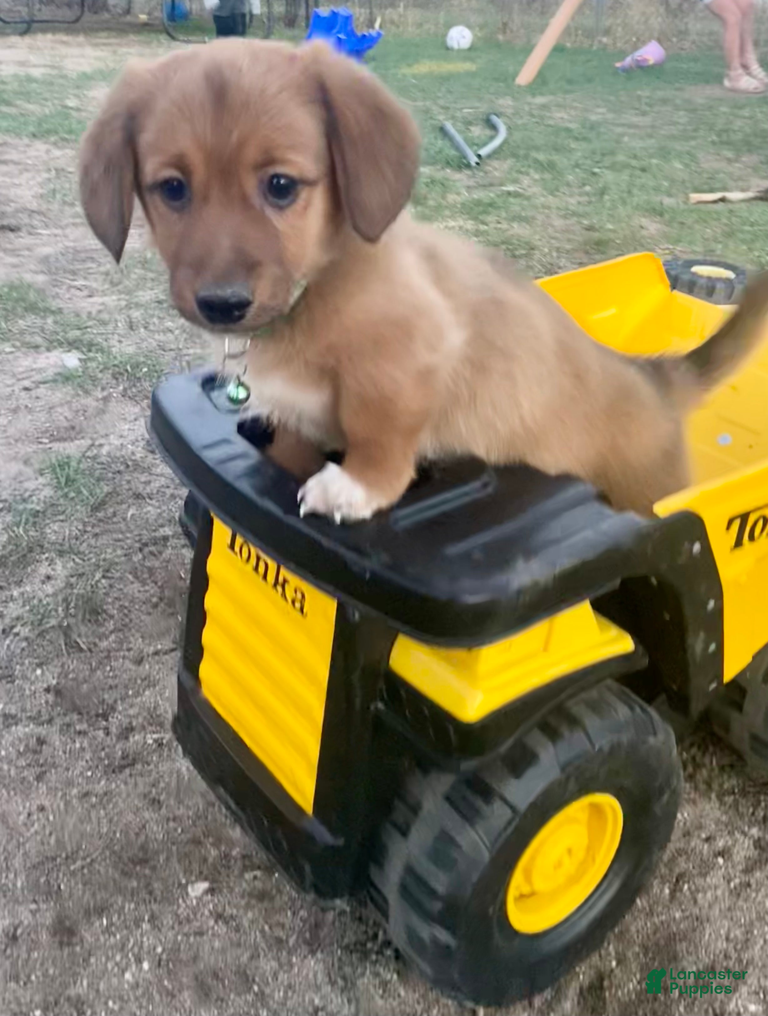 Mixed Breed dogs Walker - Ad 4