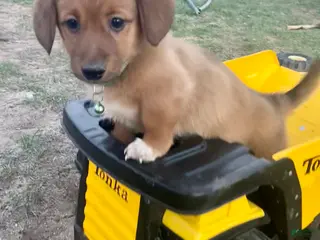 Mixed Breed dogs Walker - Ad 4