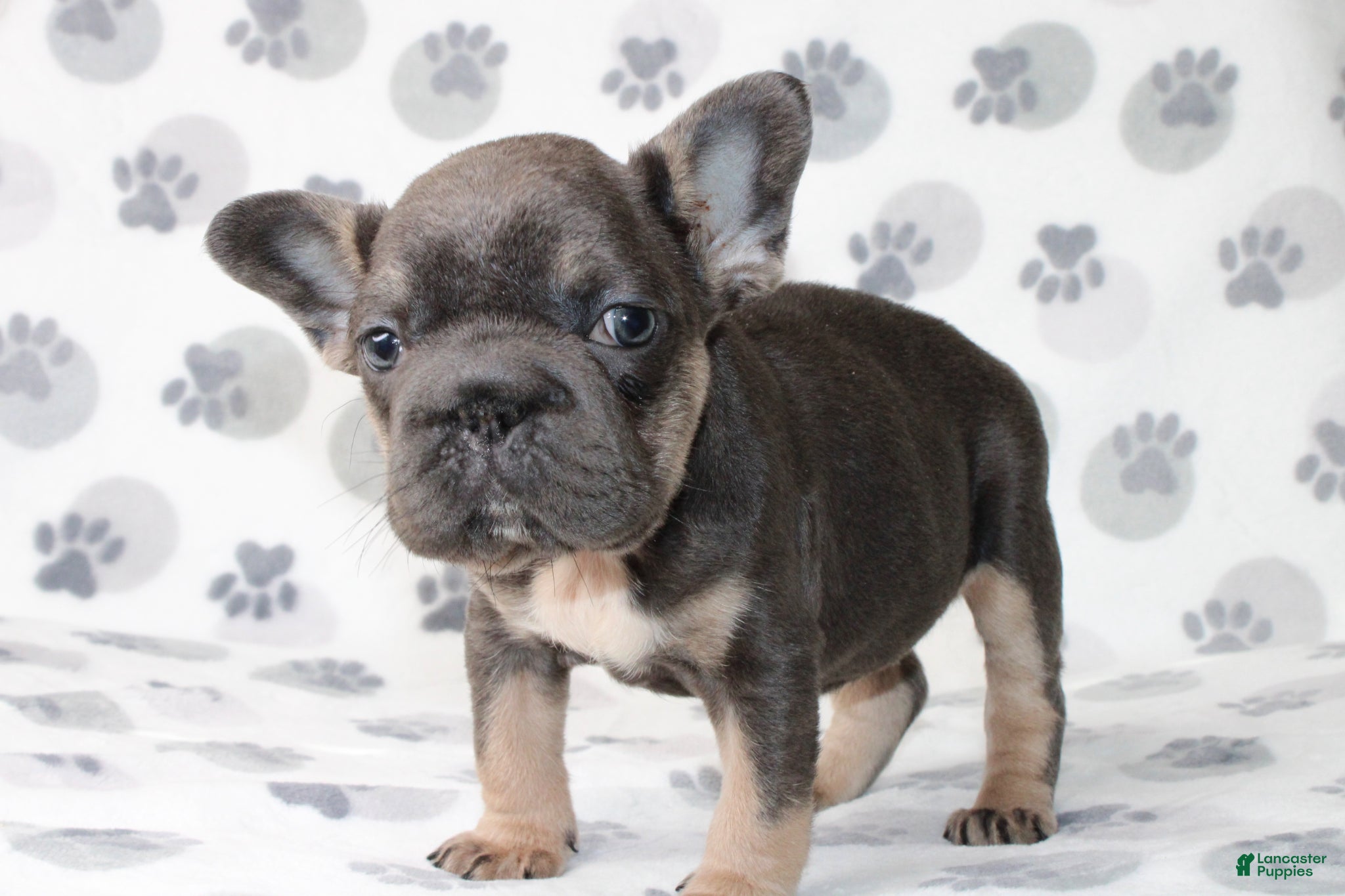 French Bulldog dogs Rosie - Ad 20