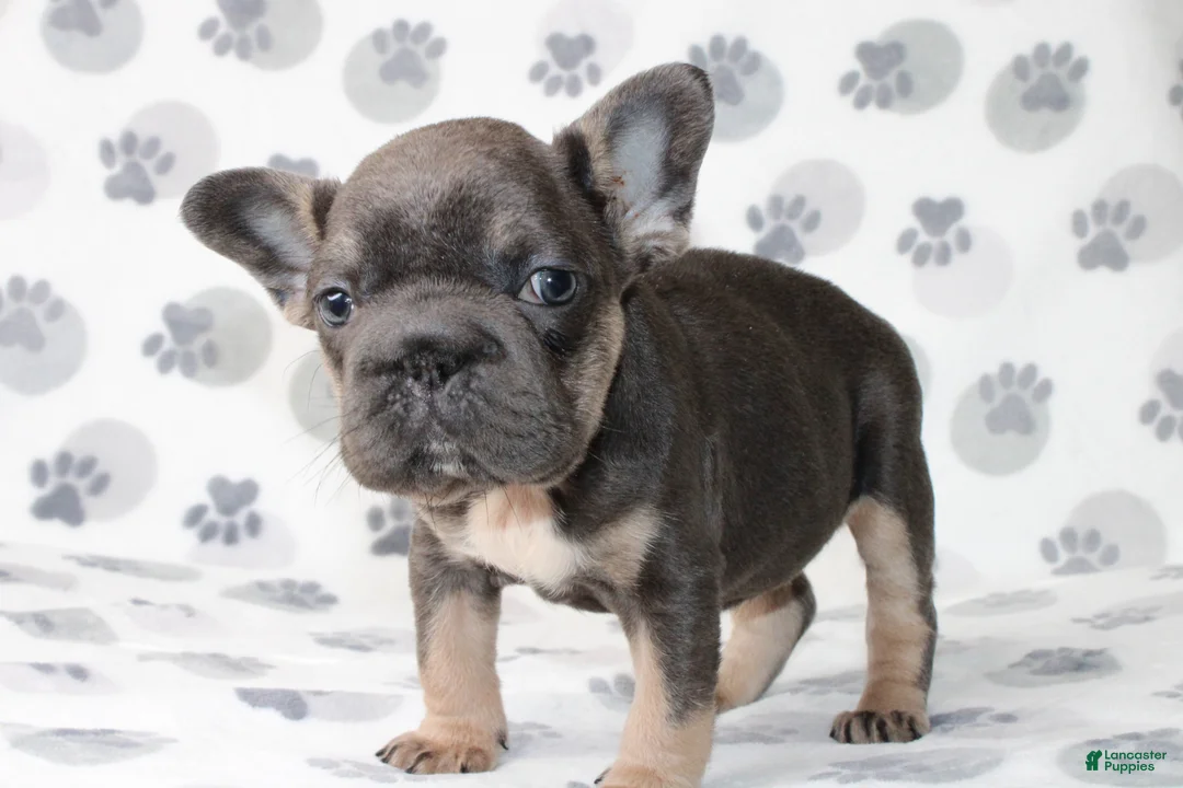French Bulldog dogs for sale: Rosie - Ad 1