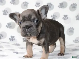 French Bulldog dogs Rosie - Ad 16