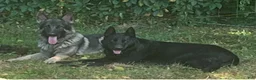 German Shepherd dogs for sale: German Shepherd 3 - Ad 10