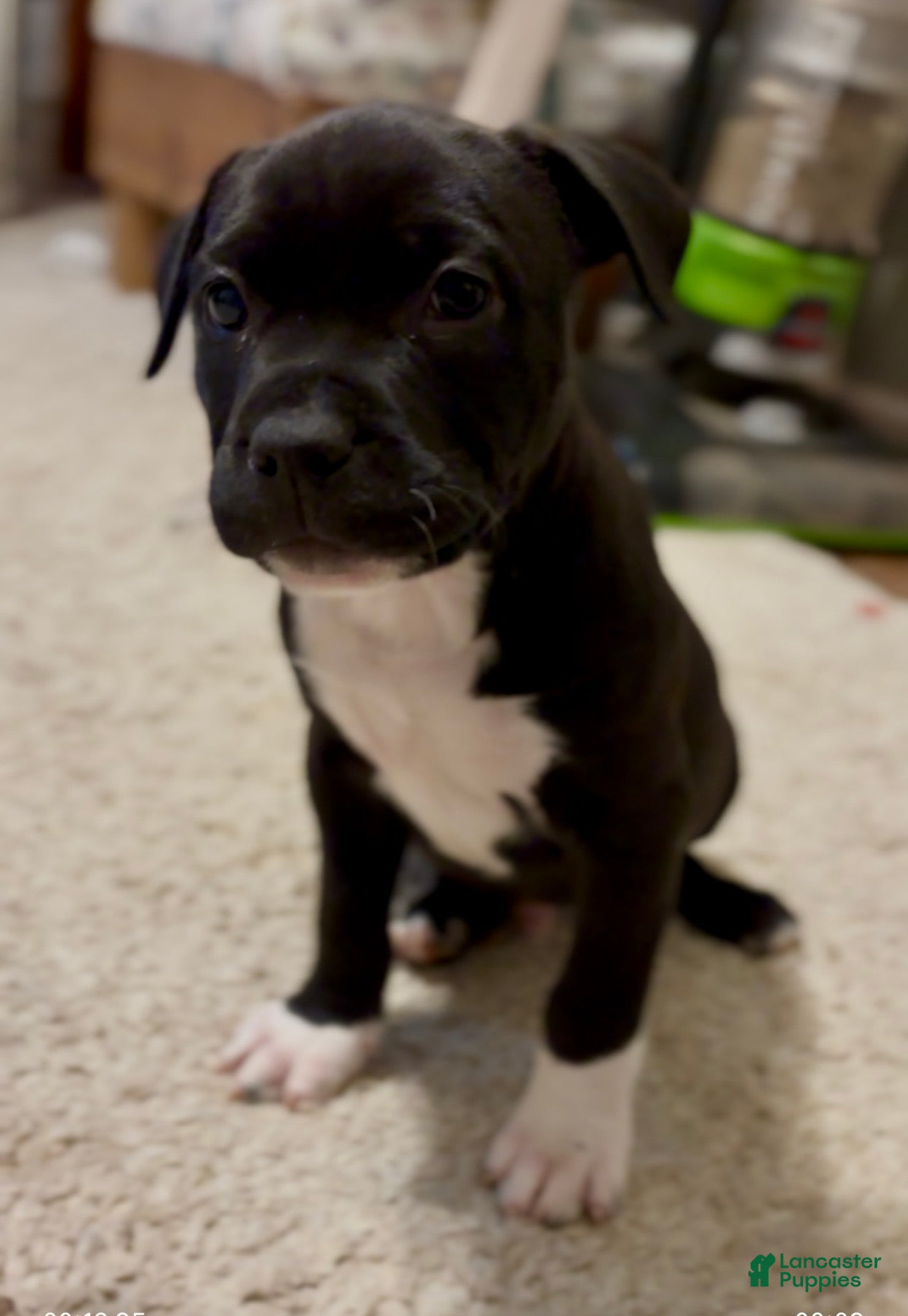 American Bully dogs Choco Loco - Ad 1