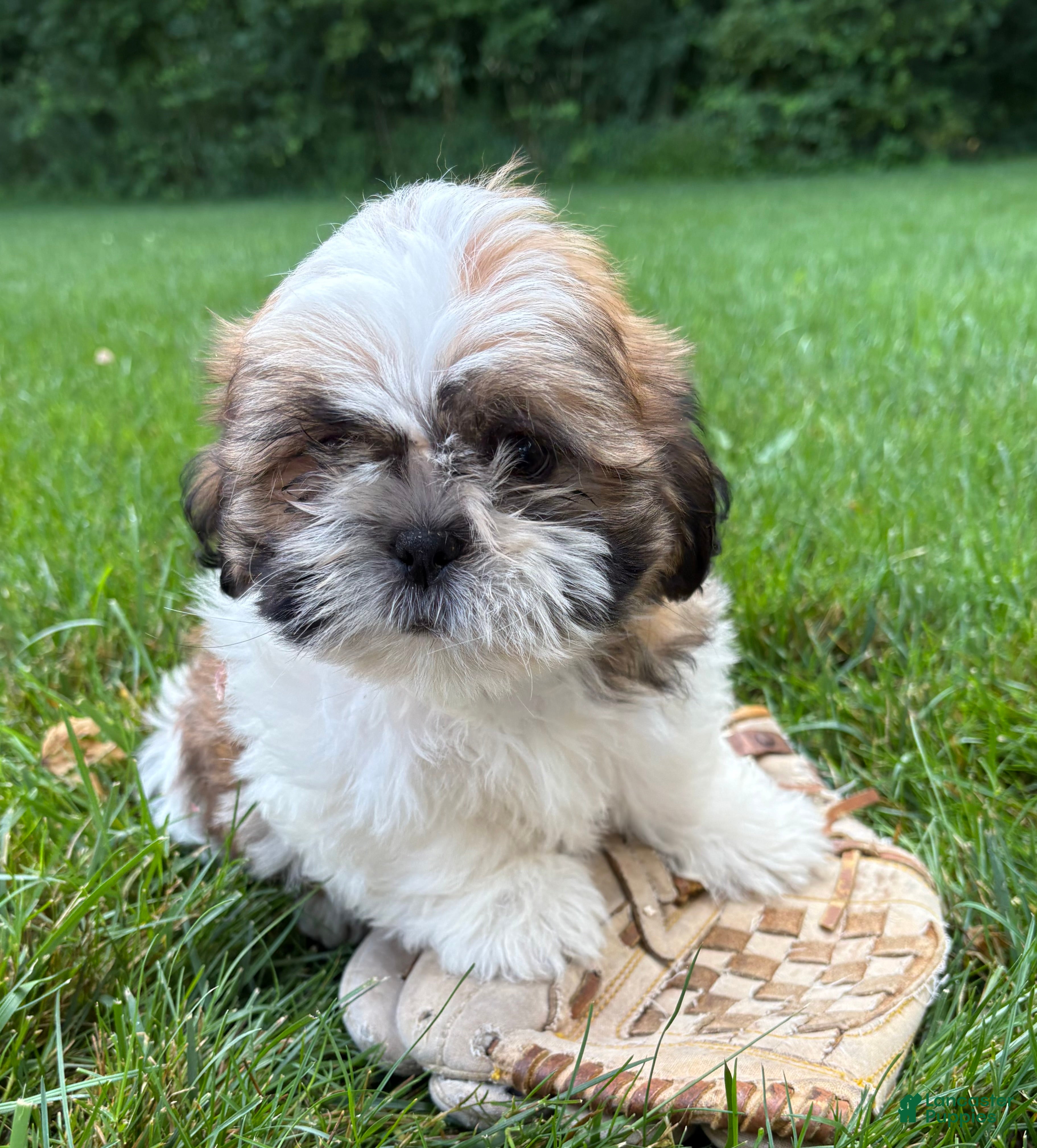 Shih Tzu dogs Jinx - Ad 2