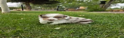 Australian Shepherd dogs for sale: Denali Red Merle - Ad 4