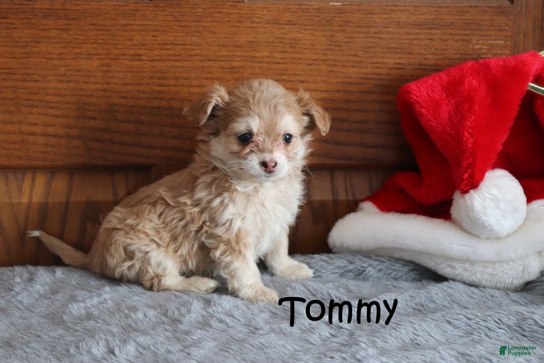 Miniature Poodle dogs for sale: Tommy - Ad 3