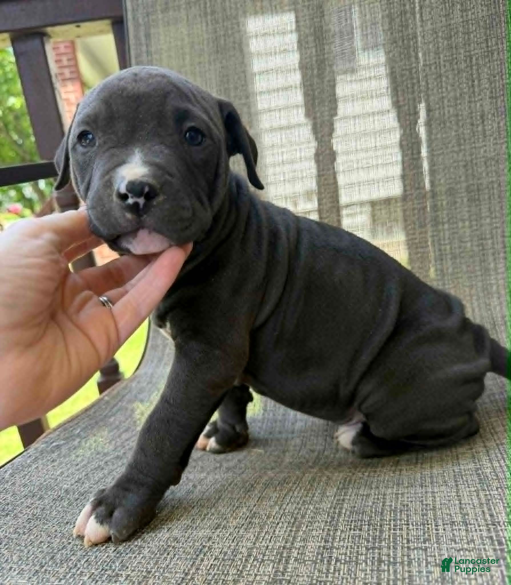 American Bully dogs for sale: Onyx - Ad 13