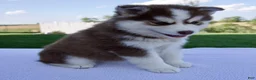 Pomsky dogs for sale: Sabrina - Ad 5