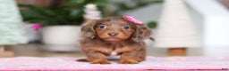 Miniature Dachshund dogs for sale: Elsa  - Ad 1